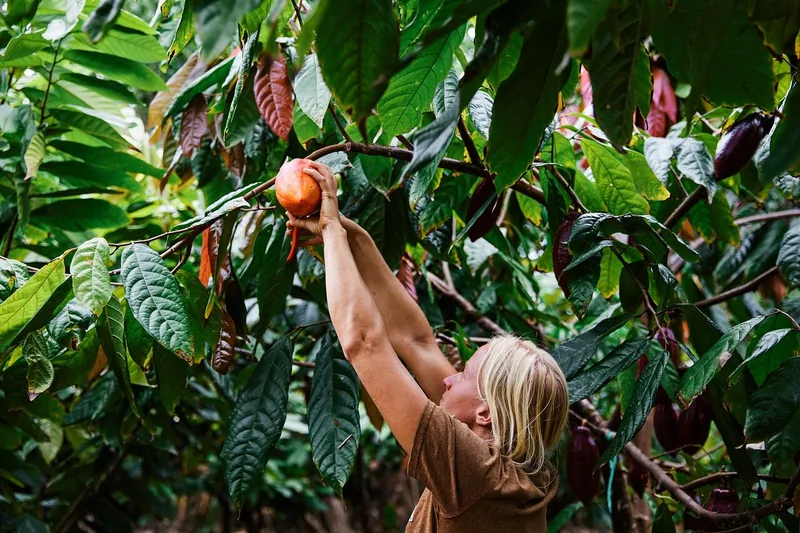 Kauai Kakaofarm-Tour & Verkostung