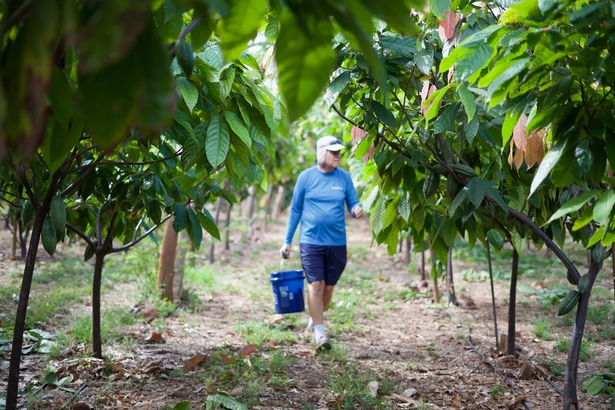 Un hombre con camisa azul llevando un cubo a lo largo de una hilera de cacaoteros jóvenes