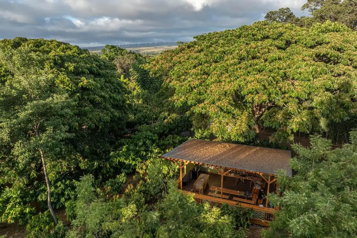 Vista aérea de una densa plantación de cacao verde con una cabaña abierta de techo de paja