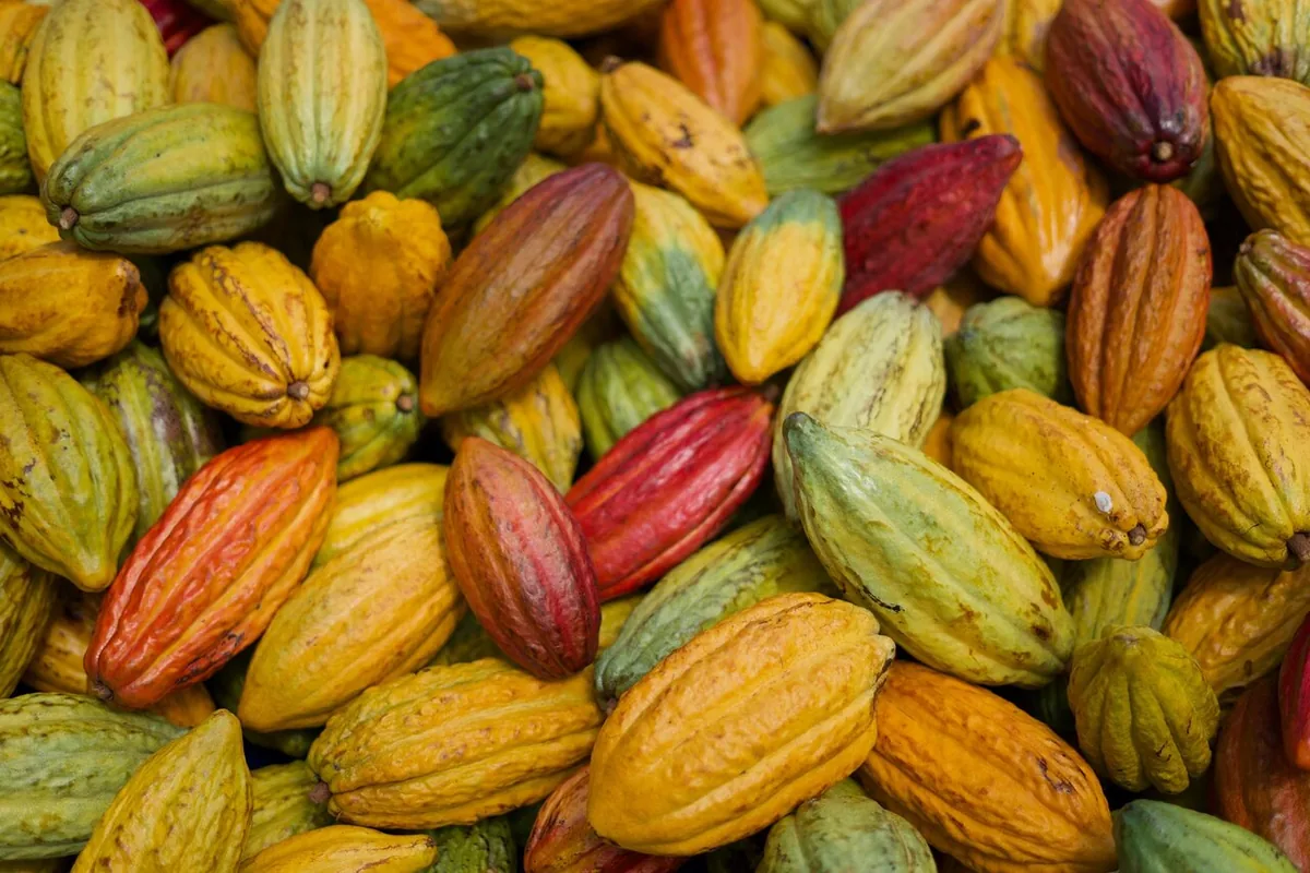 Un montón de mazorcas de cacao cosechadas en amarillo, naranja, verde y rojo