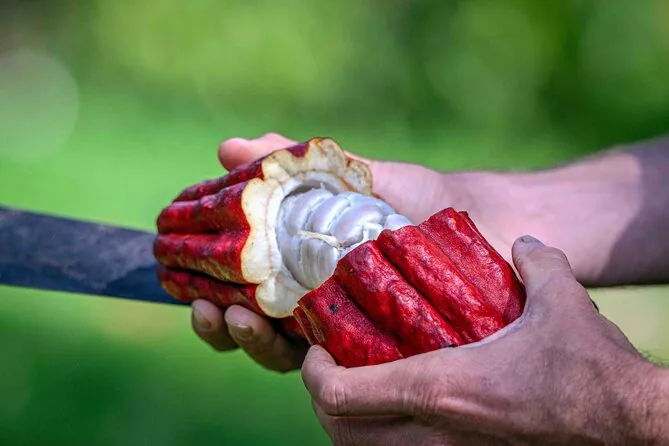 Hände halten eine frisch aufgeschnittene rote Kakaofrucht mit weißem Fruchtfleisch um die Samen